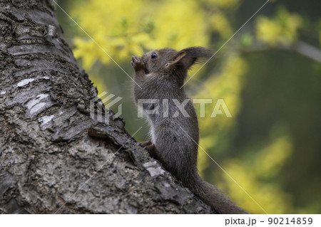 木の上で食事中のエゾリスの子供 90214859