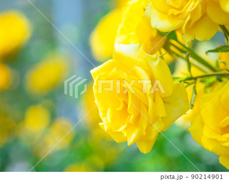 薔薇の花　インカ 90214901