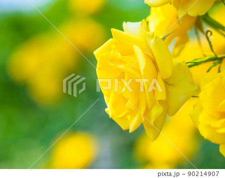 薔薇の花　インカ 90214907