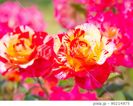 薔薇の花　カミーユピサロ 90214975