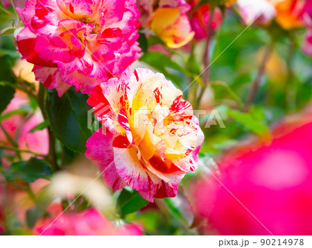 薔薇の花 カミーユピサロ 薔薇の花 カミーユピサロ 90214978