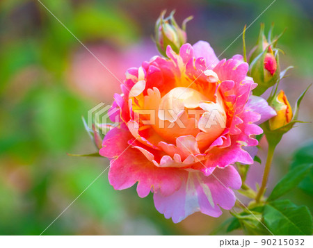 薔薇の花　ピンクレディラッフル 90215032