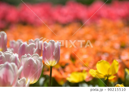 春のお花畑 90215510