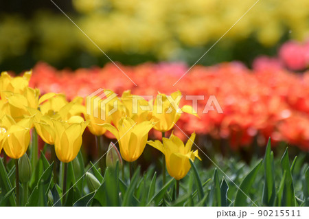 春のお花畑 90215511