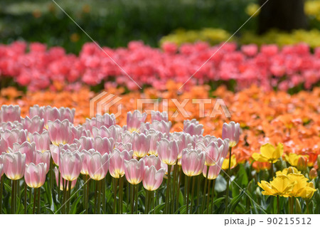 春のお花畑 90215512