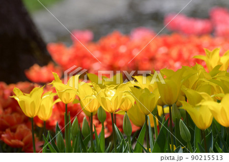 春のお花畑 90215513