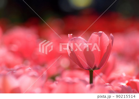 春のお花畑 90215514