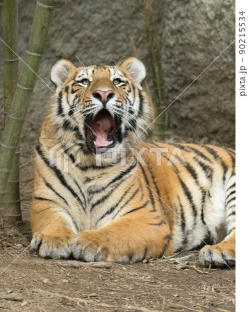 あくびするアムールトラの子 90215534