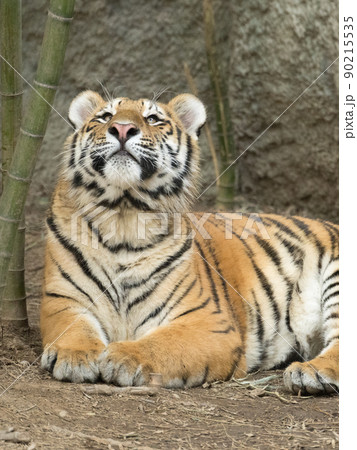 見上げるアムールトラの子 90215535
