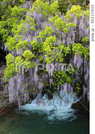 一貫野の藤 90215935