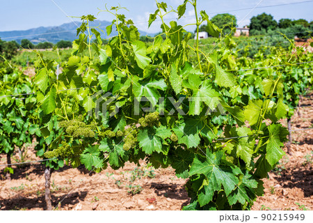 Bunches of grapes during flowering in spring. Agriculture. Bunches of grapes during flowering in spring. Agriculture. 90215949