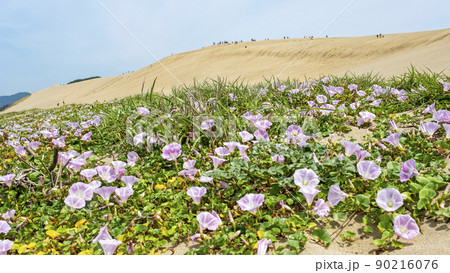 ハマヒルガオ　（鳥取砂丘） 90216076