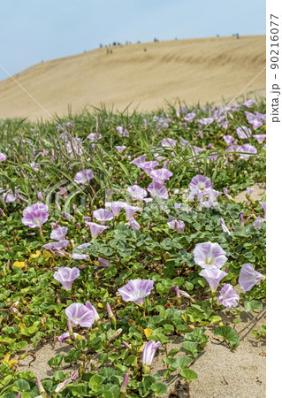 ハマヒルガオ　（鳥取砂丘） 90216077