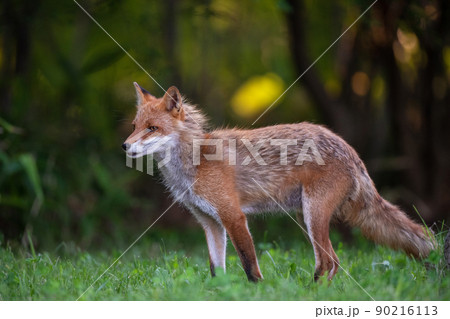 森の中を歩くキタキツネ 90216113