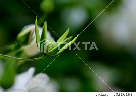 ツル性植物 クレマチス ツル性植物 クレマチス 90216162