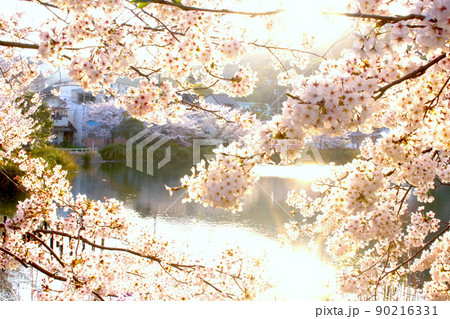 須磨寺公園の桜 90216331