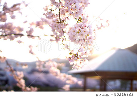 須磨寺公園の桜 90216332