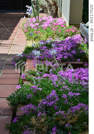 シバザクラ 90217020