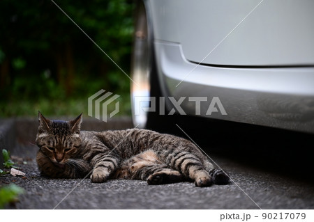 駐車場で寝っ転がるキジトラ猫 90217079