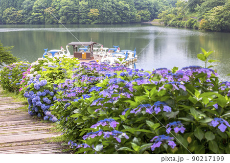 志高湖と紫陽花 90217199