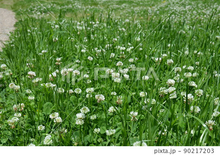 シロツメクサ 90217203