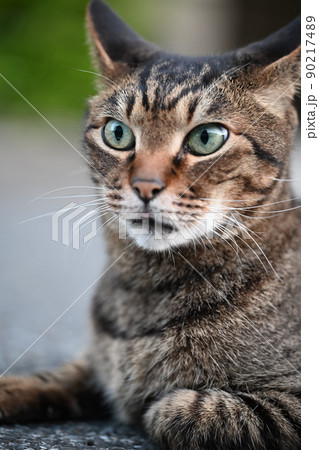 キジトラ猫のアップの写真 90217489