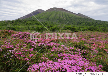 高千穂峰と鹿ヶ原のミヤマキリシマ 90217510