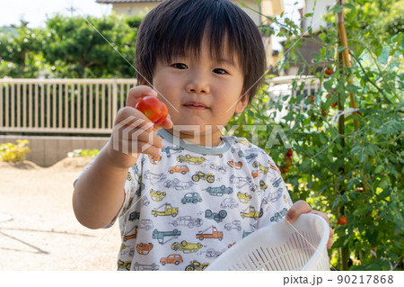 プチトマトの収穫を手伝う子供 90217868