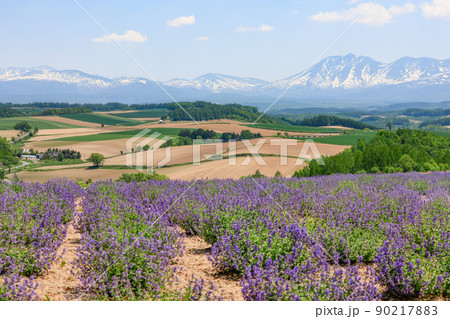 【北海道美瑛町】四季彩の丘・キャットミントと十勝岳連邦 【北海道美瑛町】四季彩の丘・キャットミントと十勝岳連邦 90217883