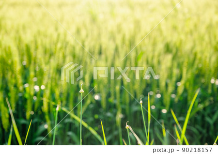 麦畑の前に伸びるノビル 90218157