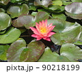 初夏の水辺を彩る可憐なすいれん 90218199