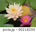 初夏の水辺を彩る可憐なすいれん 90218200