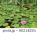 初夏の水辺を彩る可憐なすいれん 90218201