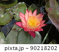 初夏の水辺を彩る可憐なすいれん 90218202