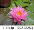 初夏の水辺を彩る可憐なすいれん 90218203