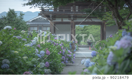 京都府 丹州観音寺(丹波あじさい寺) 紫陽花 京都府 丹州観音寺(丹波あじさい寺) 紫陽花 90218479