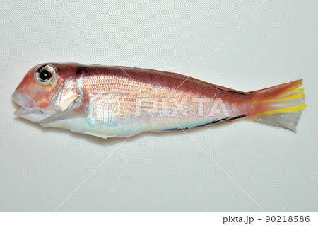 食べごろのアマダイが釣れた 90218586