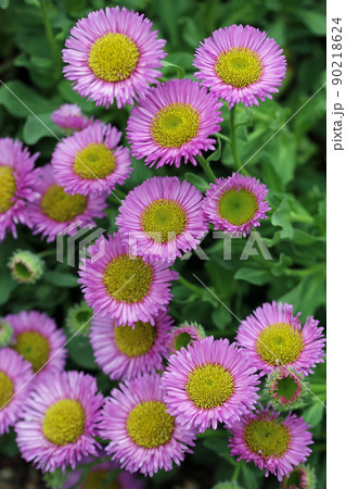 Seaside fleabane pink flowers in close up 90218624