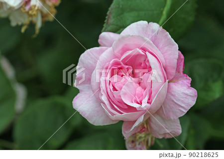 Pink rose flower in close up Pink rose flower in close up 90218625