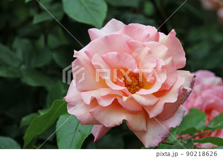 Pink rose flower in close up 90218626