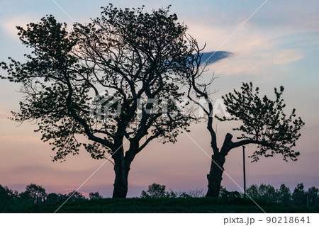 北海道　ニセコ　双子のさくらんぼの木　朝焼け 90218641