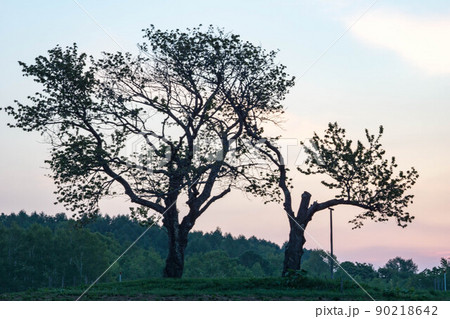 北海道　ニセコ　双子のさくらんぼの木　朝焼け 90218642