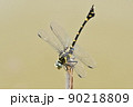 逆立ちするタイワンウチワヤンマ 90218809