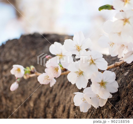 桜 90218856