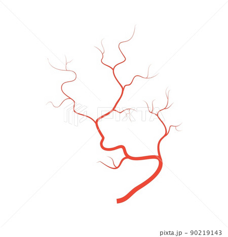 Human red eye veins, anatomy blood vessel arteries illustration. Vector medical eyeball vein arteries system map. Veins in flat style isolated on white background Human red eye veins, anatomy blood vessel arteries illustration. Vector medical eyeball vein arteries system map. Veins in flat style isolated on white background 90219143