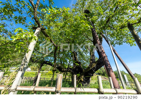 薄根の大桑 90219290