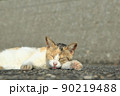 おひるねニャ 90219488