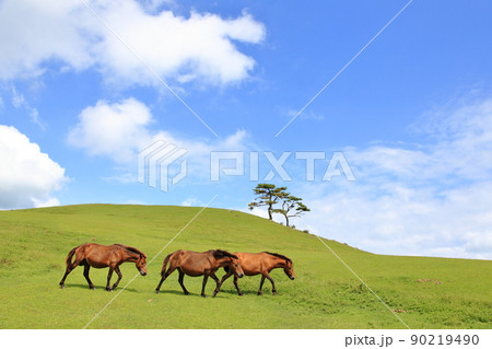 岬の草原にて 90219490