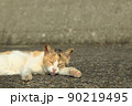 おひるね 90219495