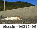 おひるね 90219496